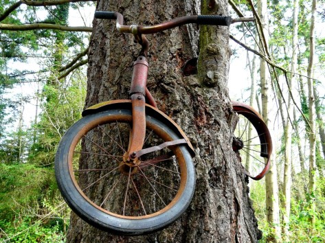 Vélo dans l'arbre 1