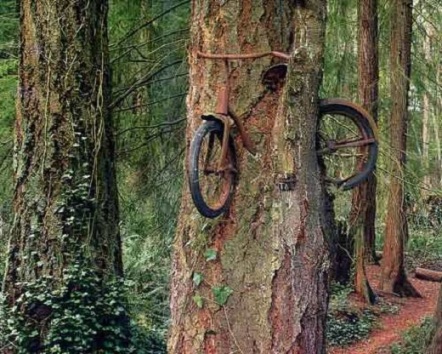 Vélo dans l'arbre 3